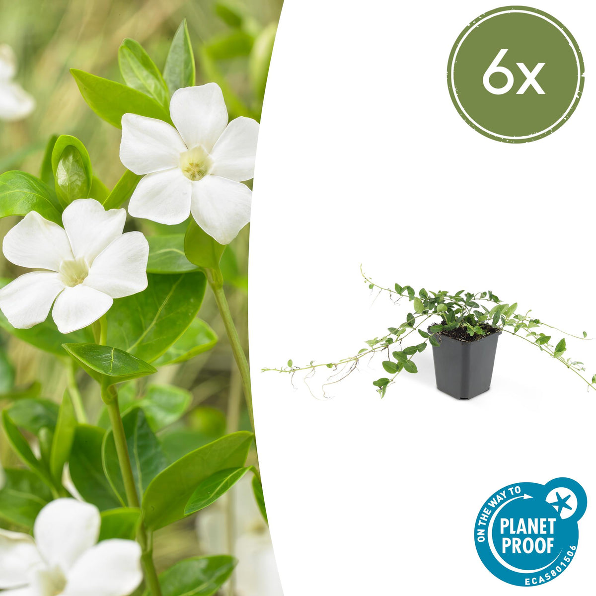 Kleine maagdenpalm 'Alba' - set van 6 – voor tuin & terras