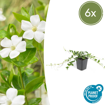 Kleine maagdenpalm 'Alba' - set van 6 – voor tuin & terras