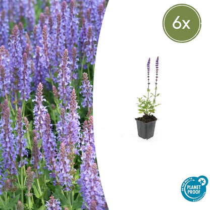 Siersalie 'Caradonna' (Salvia)