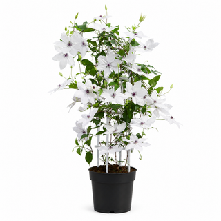 Clematis Garland Tsukiko klimplant – voor tuin & terras